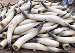 Raw Cow Horns (Black & White) - Image 2